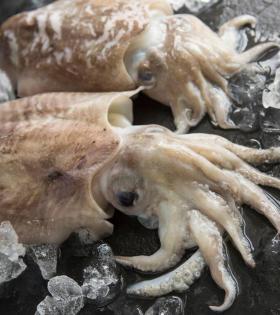 Cuttle Fish 500g thumbnail