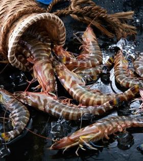 Flower Prawns 500g